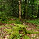 2012-07-02 13.16.47 Heel veel mos